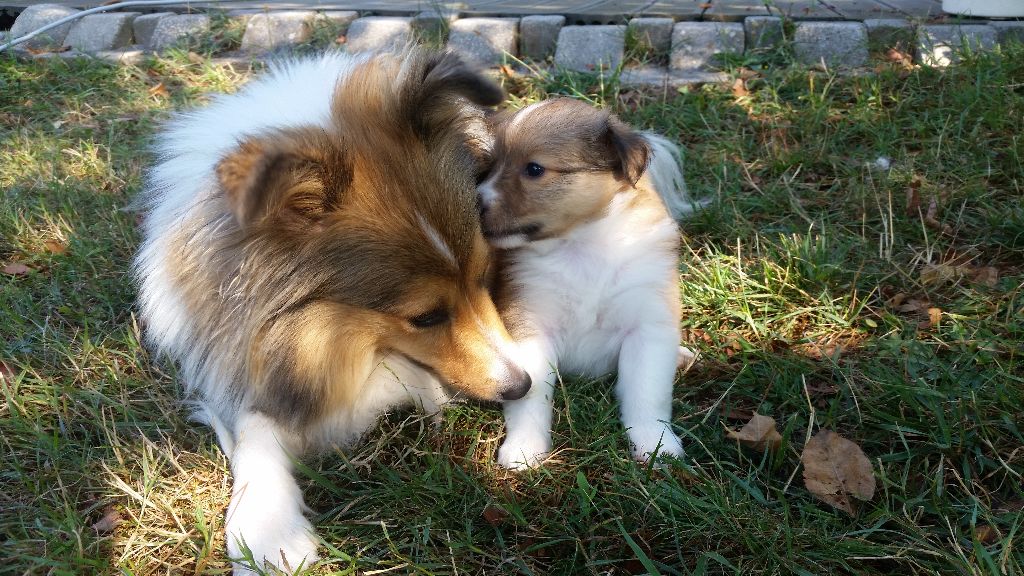 Aux bergers du Léman - Shetland Sheepdog - Portée née le 03/07/2018