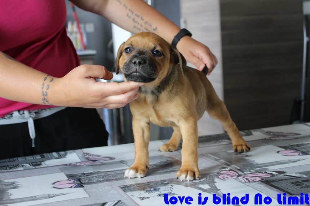 Love Is Blind - Staffordshire Bull Terrier - Portée née le 14/05/2017