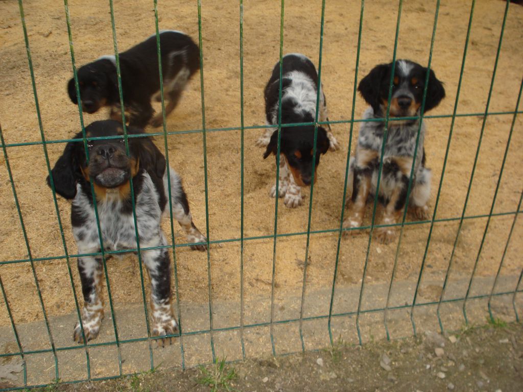 Chiot Epagneul Breton De la vallee de l'auvignon