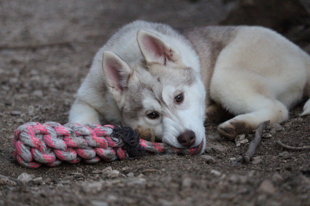 Dream Of Sunshine - Chiots disponibles - Siberian Husky