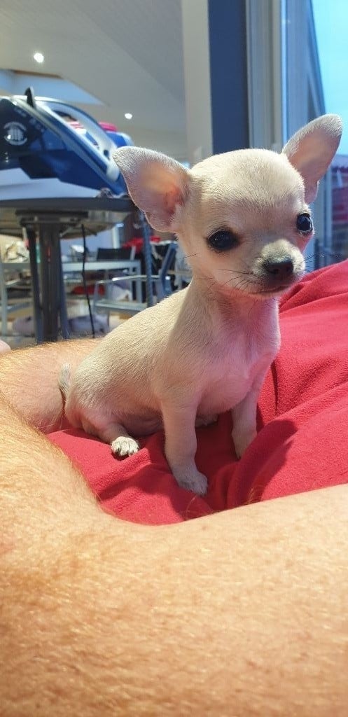 For My Black Love - Chiots disponibles - Chihuahua