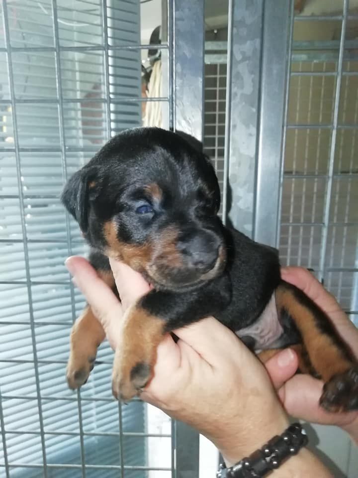 De L'Arche Des Anges Noirs - Naissance de chiots le 19.0719