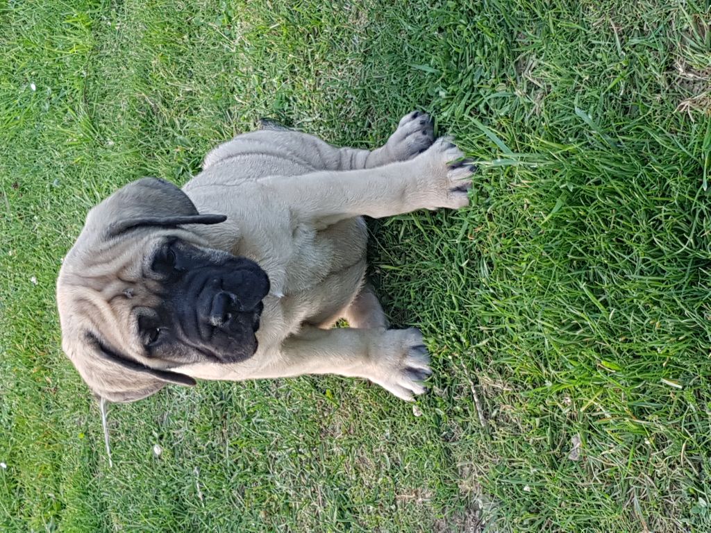 Des Molosses De Beaupuits - Chiots disponibles - Mastiff