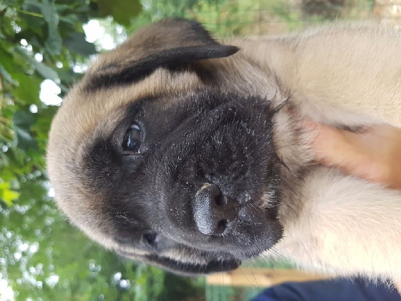 Des Molosses De Beaupuits - Chiots disponibles - Mastiff