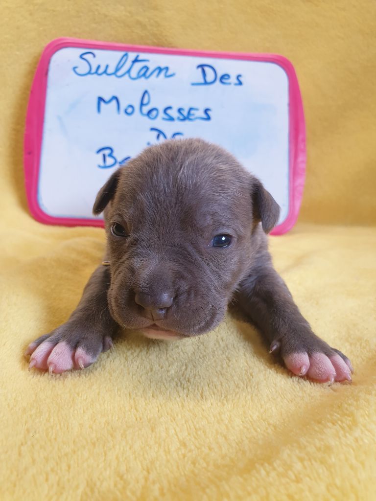 Des Molosses De Beaupuits - Chiots disponibles - American Staffordshire Terrier