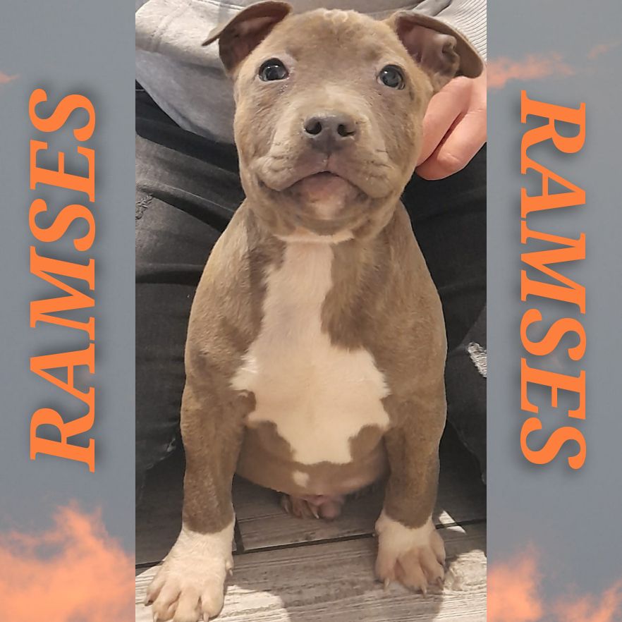 Des Molosses De Beaupuits - Chiots disponibles - American Staffordshire Terrier