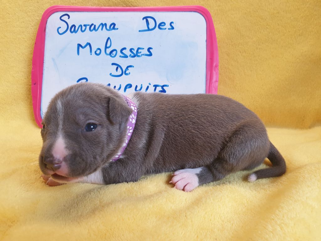 Des Molosses De Beaupuits - Chiots disponibles - American Staffordshire Terrier