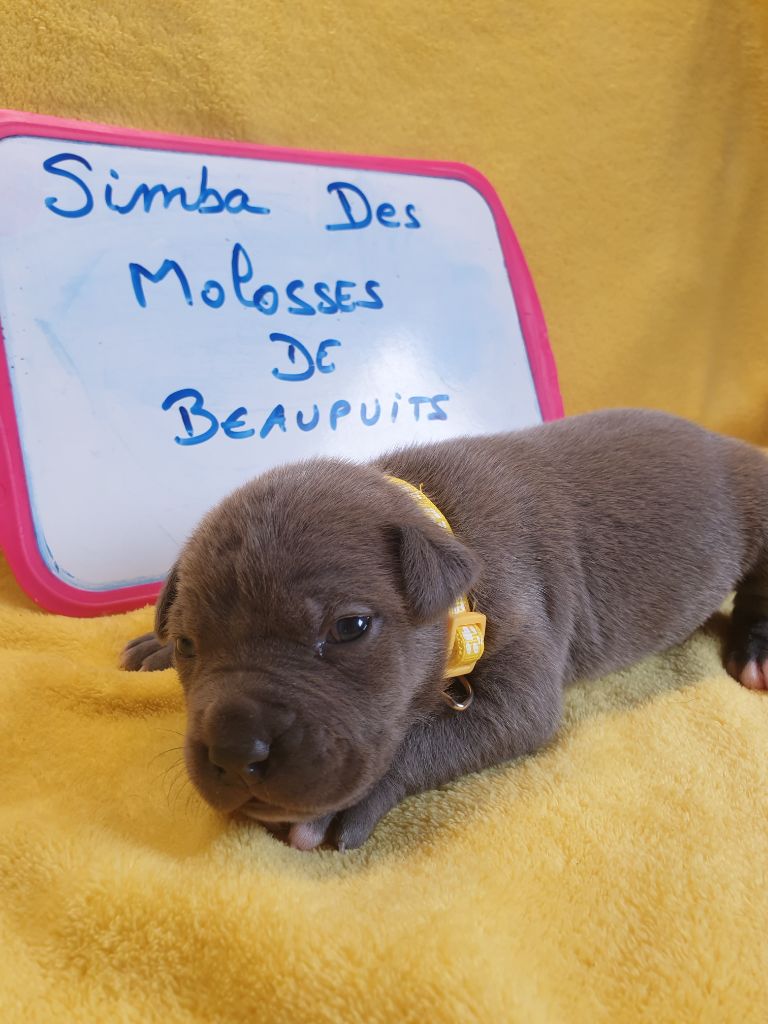 Des Molosses De Beaupuits - Chiots disponibles - American Staffordshire Terrier