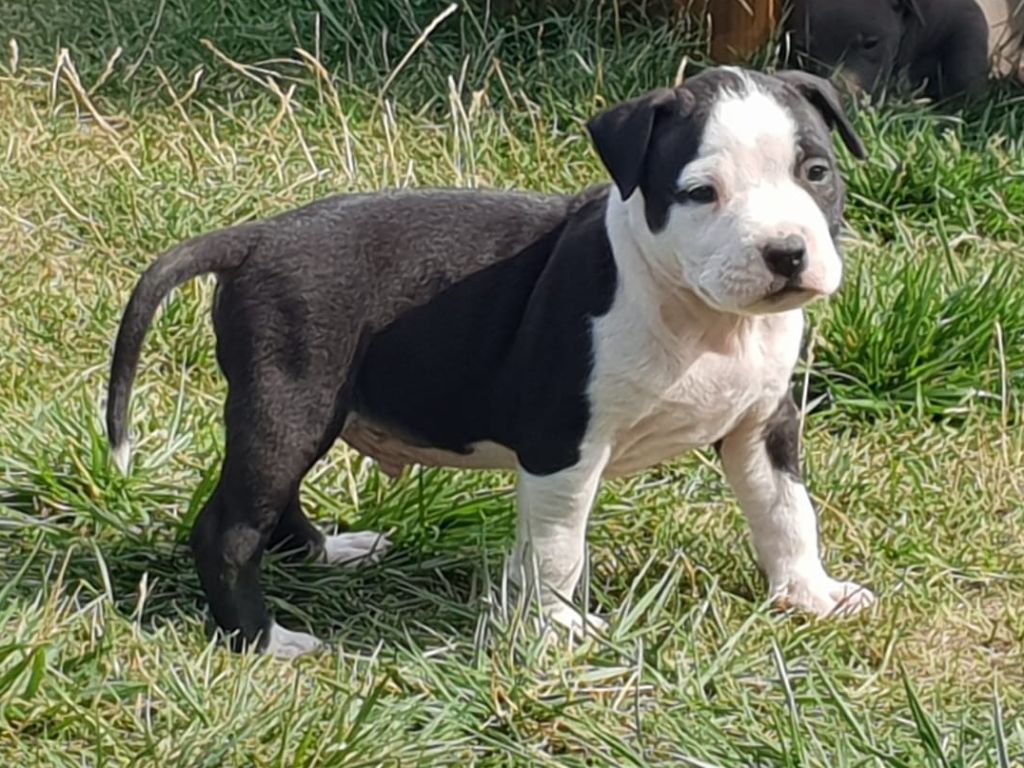 Des Molosses De Beaupuits - Chiots disponibles - American Staffordshire Terrier