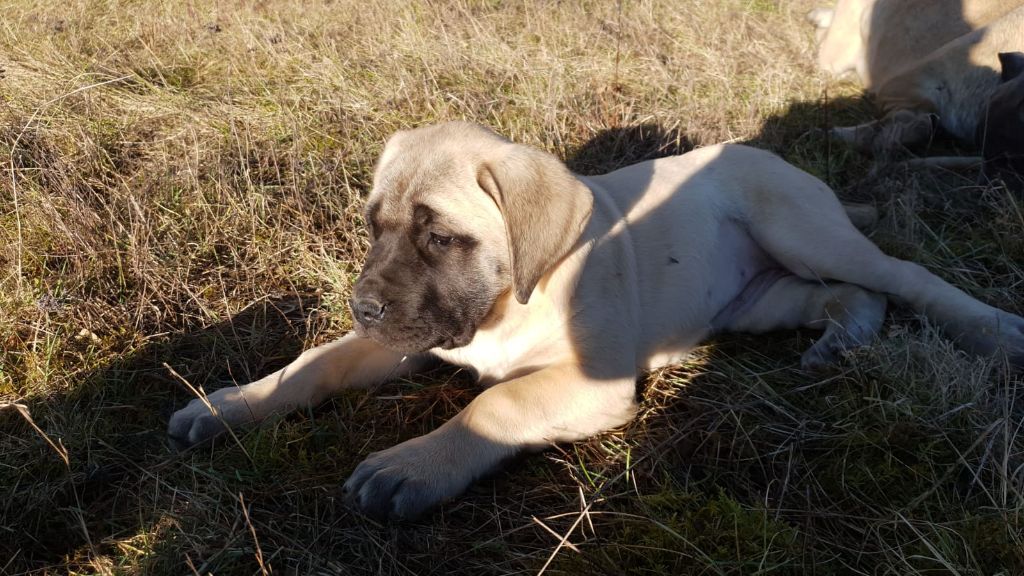 Des Molosses De Beaupuits - Chiots disponibles - Mastiff