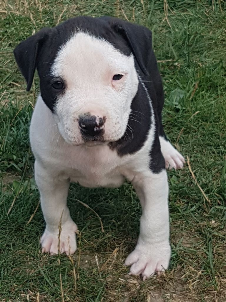 Des Molosses De Beaupuits - Chiots disponibles - American Staffordshire Terrier