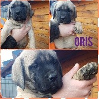 CHIOT ORIS