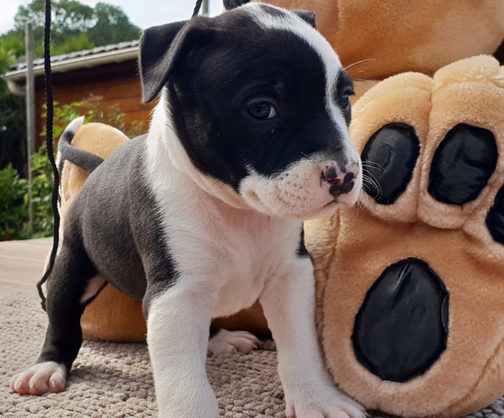 Des Molosses De Beaupuits - Chiots disponibles - American Staffordshire Terrier