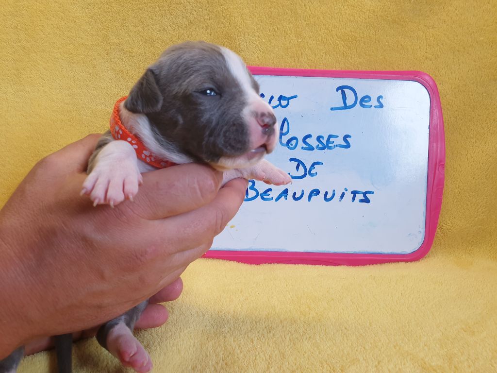 Des Molosses De Beaupuits - Chiots disponibles - American Staffordshire Terrier