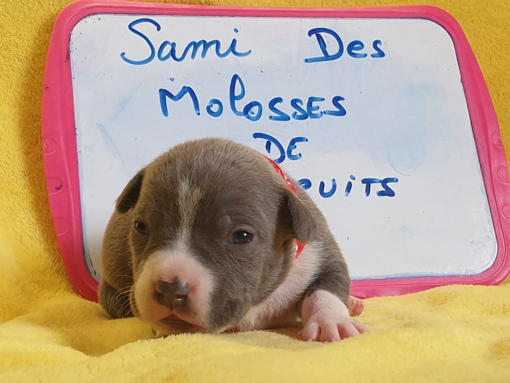 Des Molosses De Beaupuits - Chiots disponibles - American Staffordshire Terrier