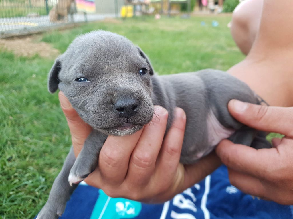 Des Molosses De Beaupuits - Chiots disponibles - American Staffordshire Terrier