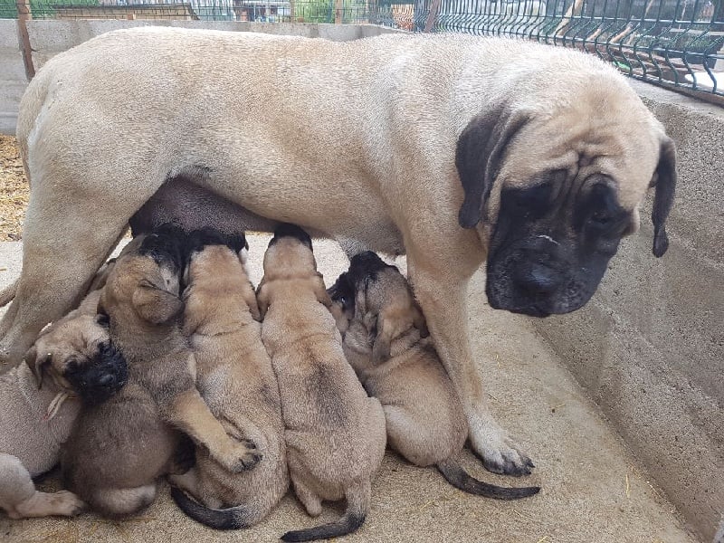 Des Molosses De Beaupuits - Mastiff - Portée née le 21/07/2016