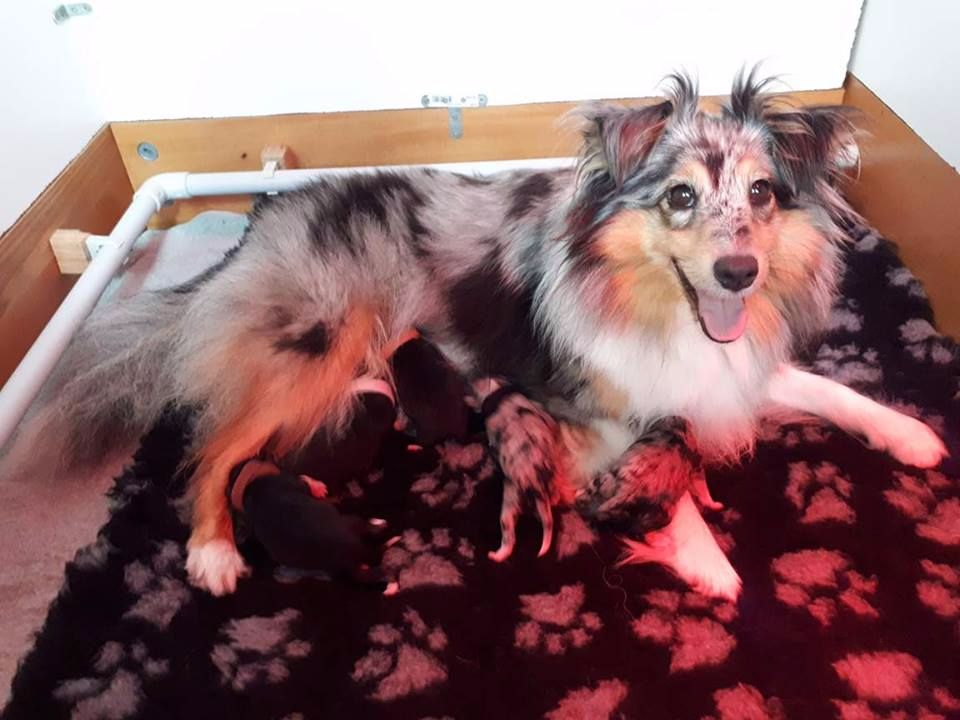 Du Royaume Des Renards - Shetland Sheepdog - Portée née le 03/09/2017