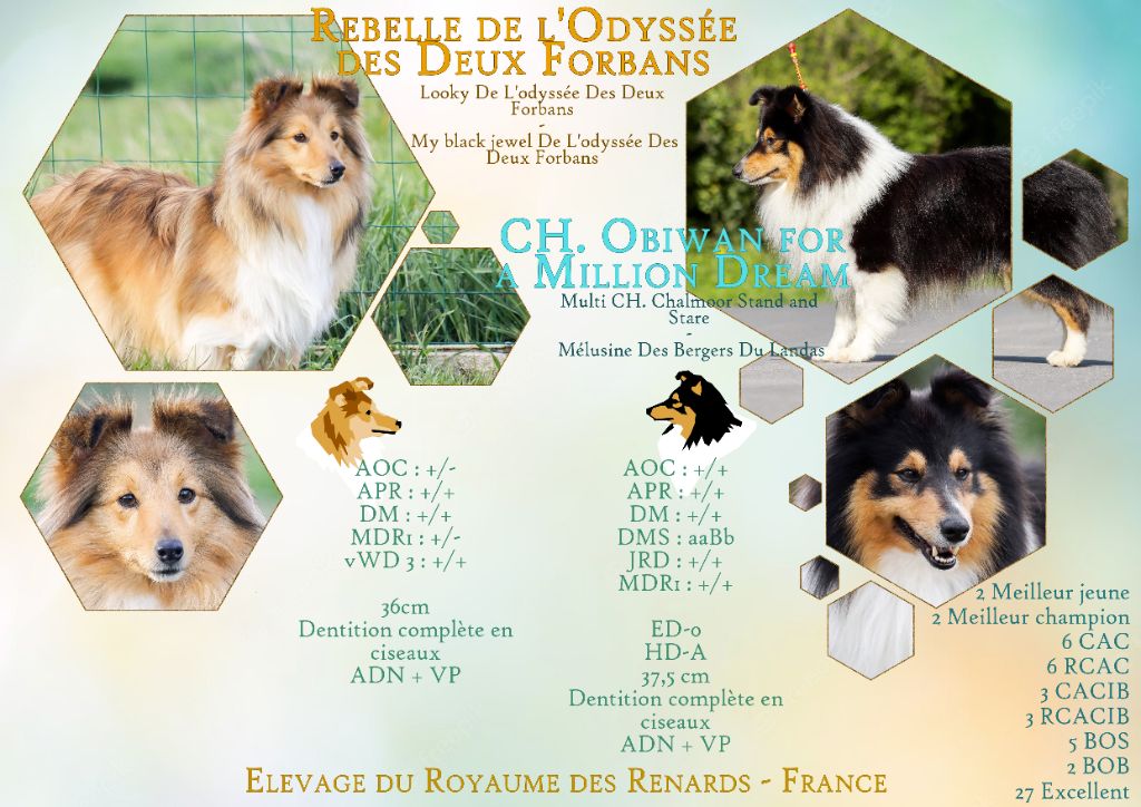 Du Royaume Des Renards - Shetland Sheepdog - Portée née le 15/12/2023