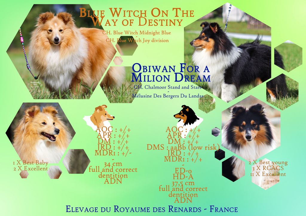 Du Royaume Des Renards - Shetland Sheepdog - Portée née le 08/12/2020