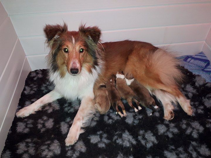 Du Royaume Des Renards - Shetland Sheepdog - Portée née le 12/01/2018