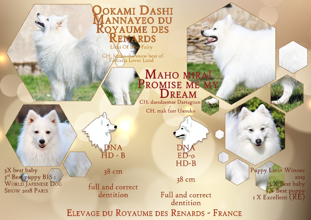 Chiot Spitz japonais Du Royaume Des Renards