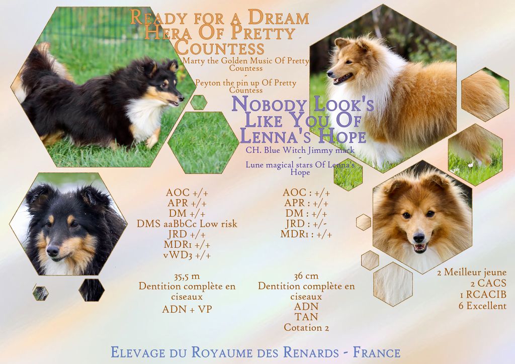 Du Royaume Des Renards - Shetland Sheepdog - Portée née le 15/10/2022