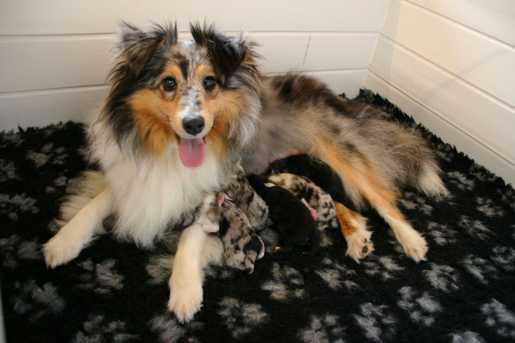 Du Royaume Des Renards - Shetland Sheepdog - Portée née le 24/06/2018