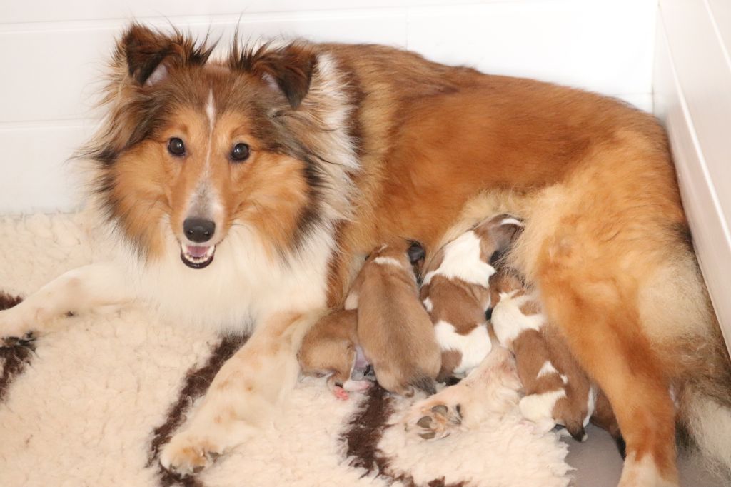 Du Royaume Des Renards - Shetland Sheepdog - Portée née le 27/05/2019