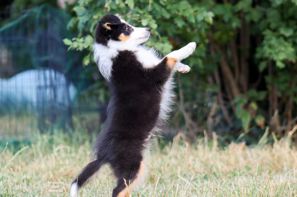 Du Royaume Des Renards - Shetland Sheepdog - Portée née le 29/04/2020