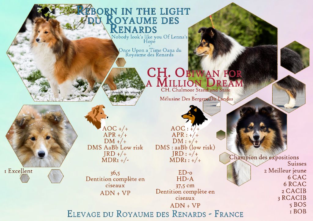 Du Royaume Des Renards - Shetland Sheepdog - Portée née le 08/10/2022