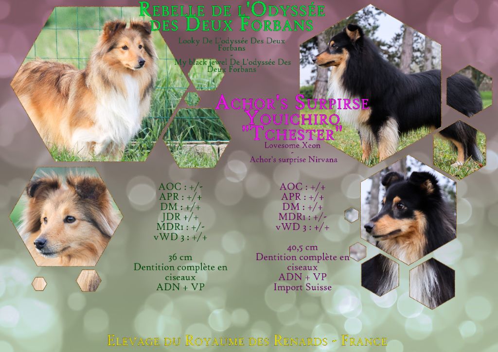 Chiot Shetland Sheepdog Du Royaume Des Renards