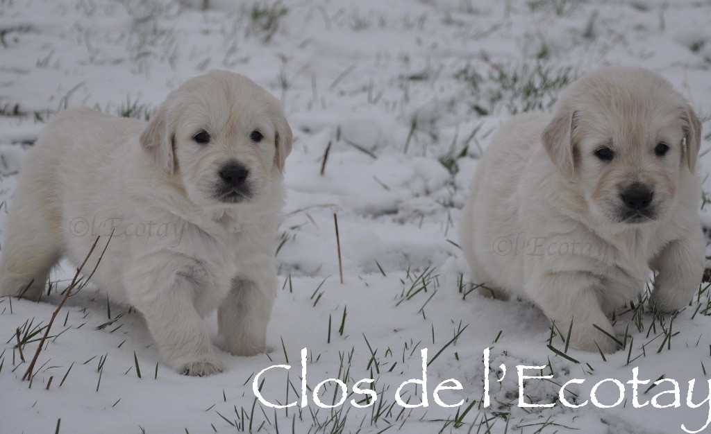 Du Clos De L'Ecotay - Photos des chiots