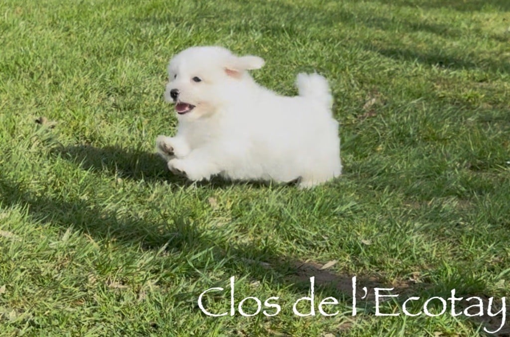 Du Clos De L'Ecotay - Chiots disponibles - Coton de Tulear