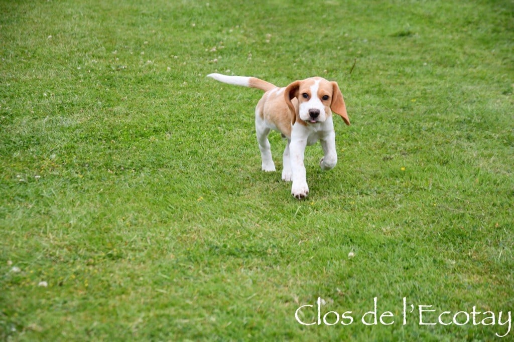 Du Clos De L'Ecotay - Beagle - Portée née le 29/03/2024