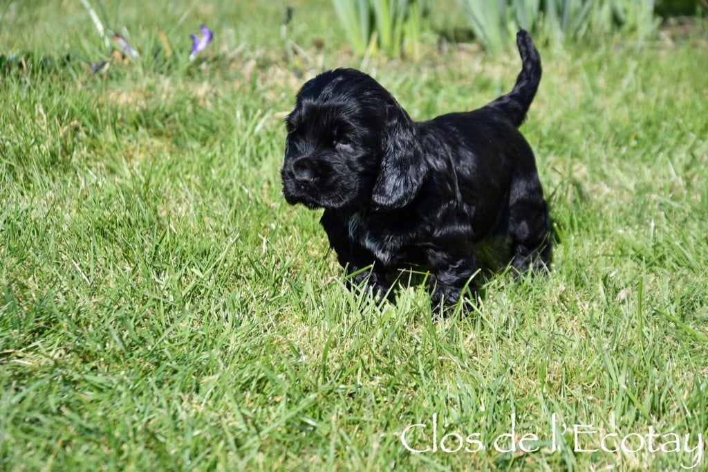 Du Clos De L'Ecotay - Chiots disponibles - Cocker Spaniel Anglais