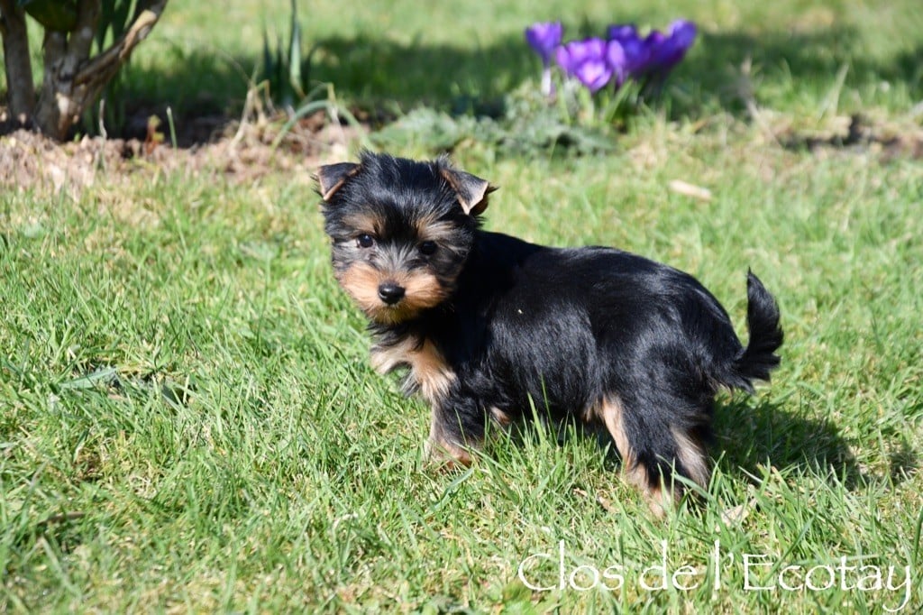 Du Clos De L'Ecotay - Chiots disponibles - Yorkshire Terrier