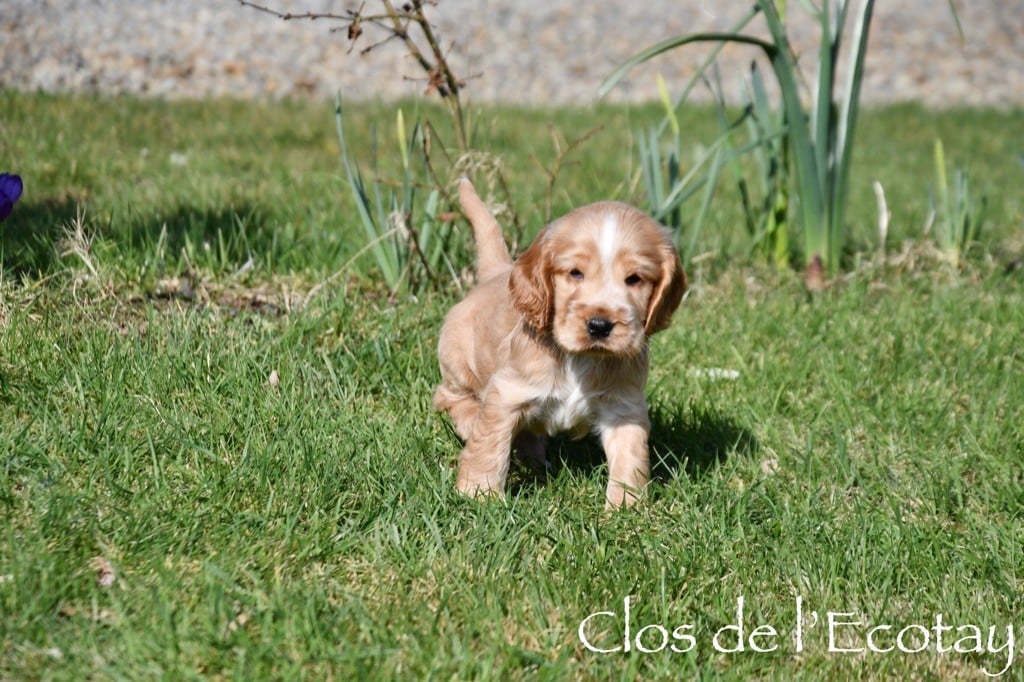 Du Clos De L'Ecotay - Chiots disponibles - Cocker Spaniel Anglais