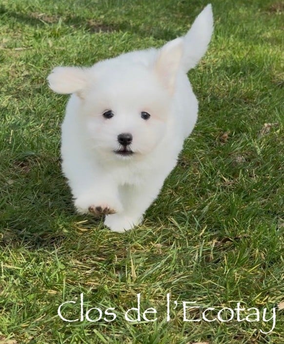 Du Clos De L'Ecotay - Chiots disponibles - Coton de Tulear