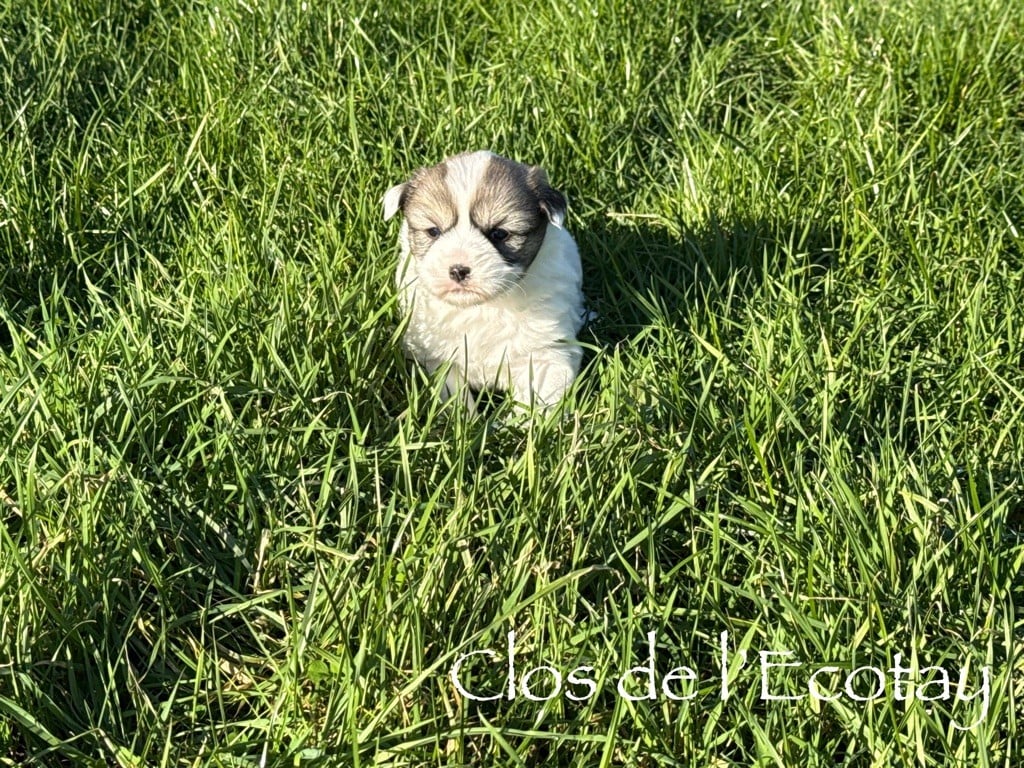 Du Clos De L'Ecotay - Coton de Tulear - Portée née le 20/12/2024