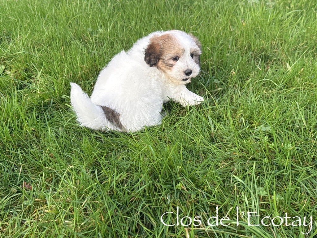 Du Clos De L'Ecotay - Coton de Tulear - Portée née le 22/11/2024