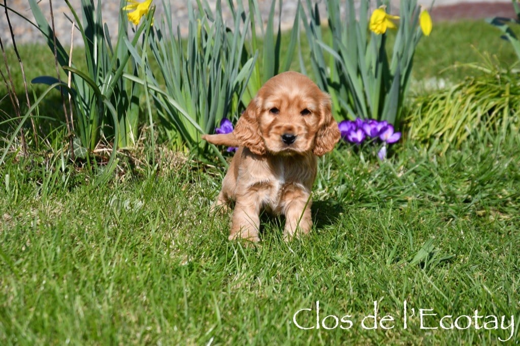 Du Clos De L'Ecotay - Cocker Spaniel Anglais - Portée née le 17/01/2025