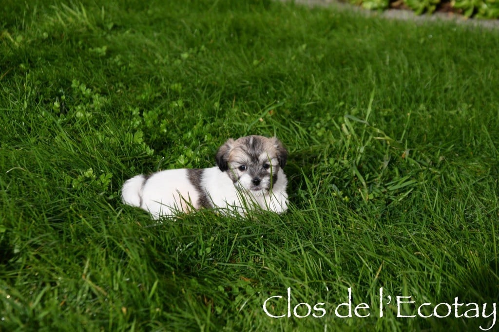 Du Clos De L'Ecotay - Coton de Tulear - Portée née le 25/10/2024