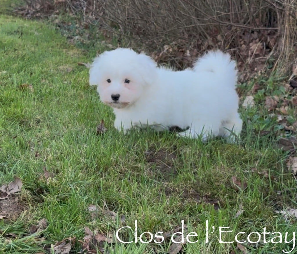 Du Clos De L'Ecotay - Chiots disponibles - Coton de Tulear