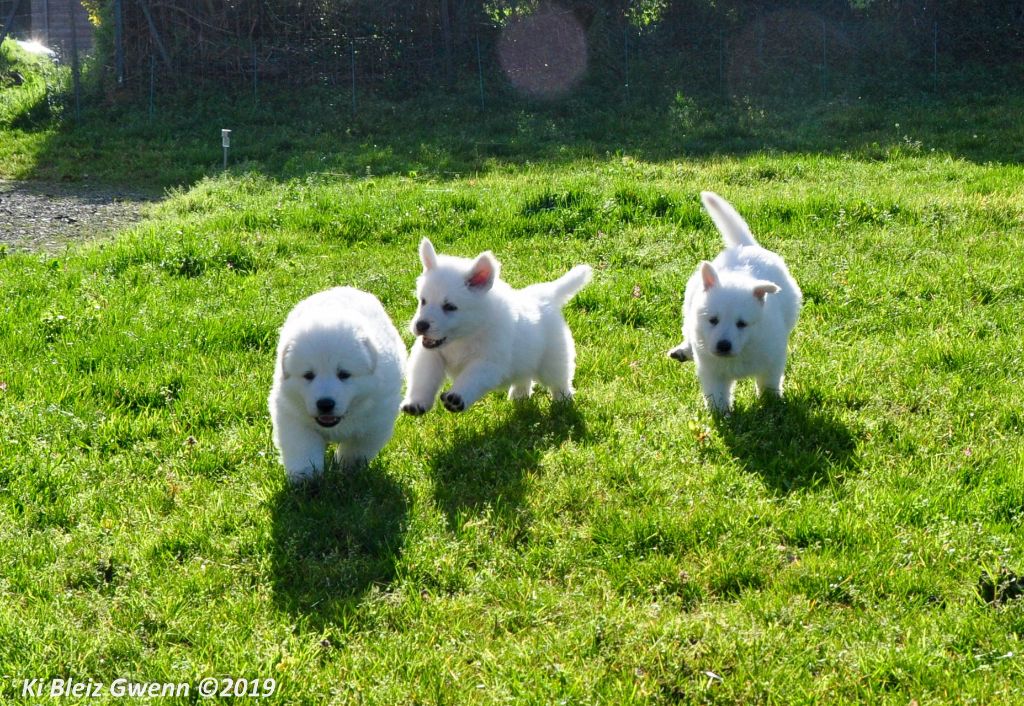 Ki Bleiz Gwenn - Berger Blanc Suisse - Portée née le 08/12/2019