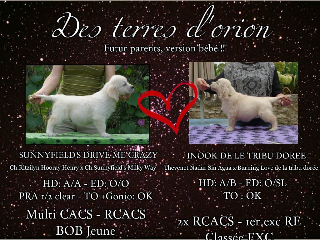 Des Terres D'Orion - Chiot Inook & Sawyer 