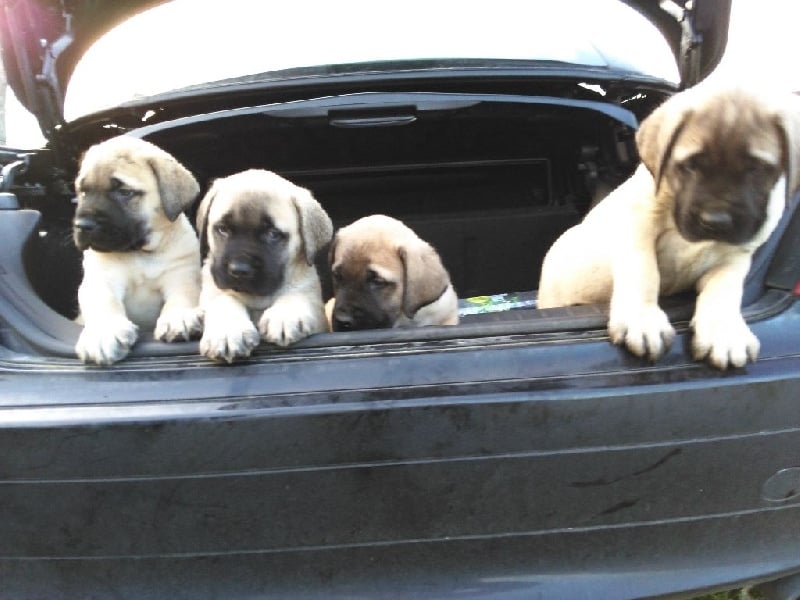 Extrême de la Forge - Chiots disponibles - Mastiff