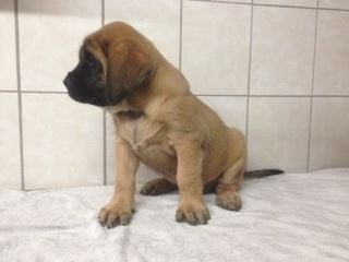 Extrême de la Forge - Chiots disponibles - Mastiff