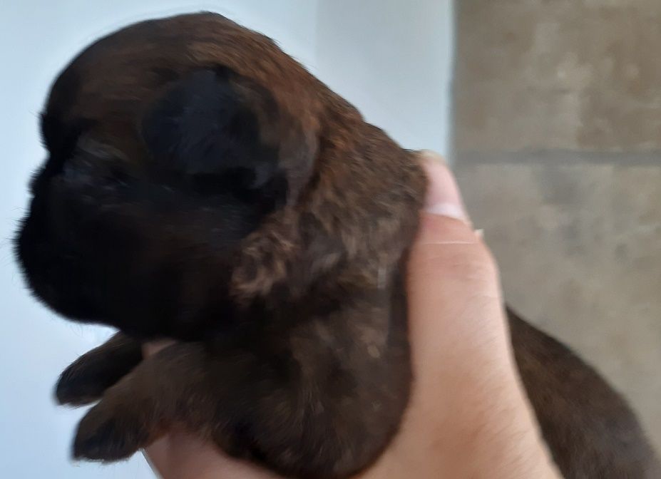 Extrême de la Forge - Chiots disponibles - Griffon belge