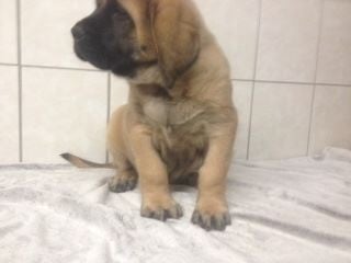 Extrême de la Forge - Chiots disponibles - Mastiff